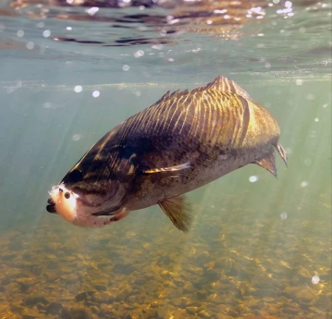 Chocklett’s Finesse Changer Streamer Black 9cm - Image 8