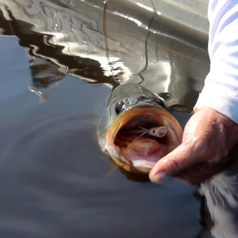 Double Barrel Popper Blue - Image 3