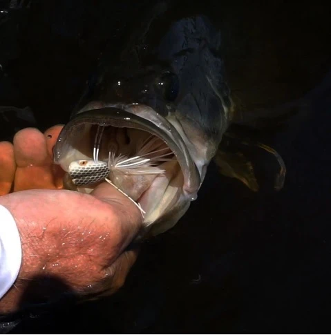 Double Barrel Popper Blue - Image 5