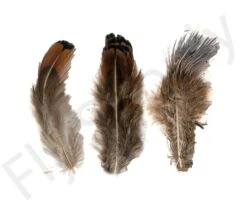 Ringneck Pheasant Body Feathers 3gr
