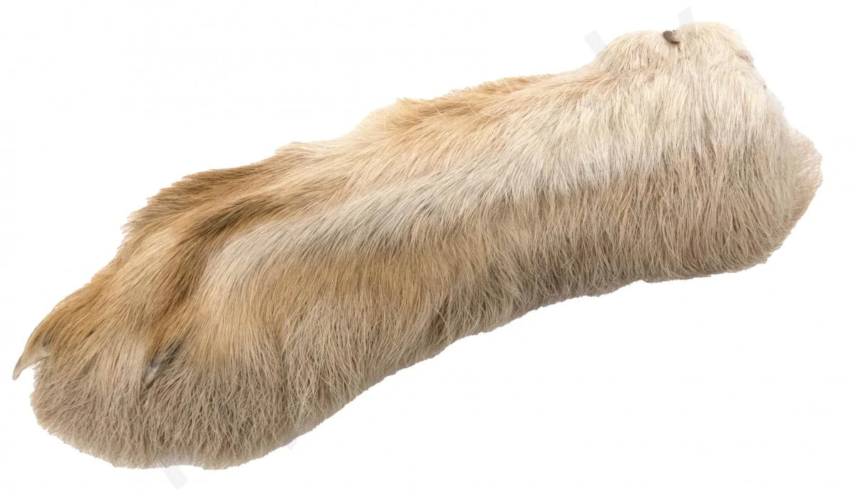 Snowshoe Rabbit - Image 4