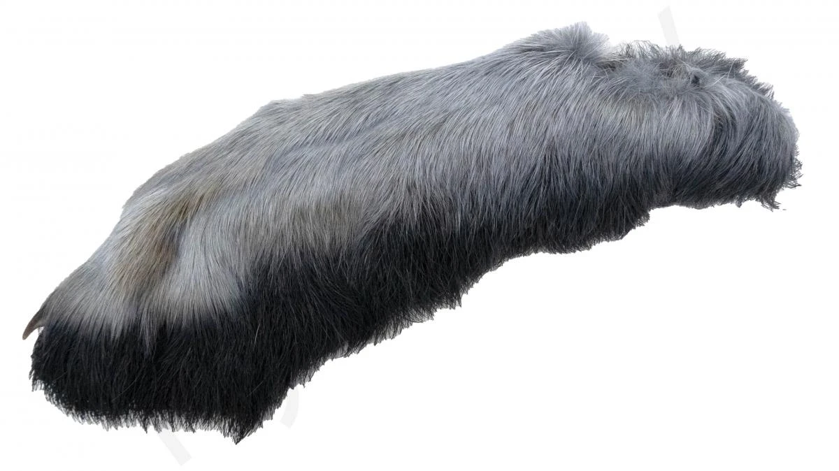 Snowshoe Rabbit - Image 6