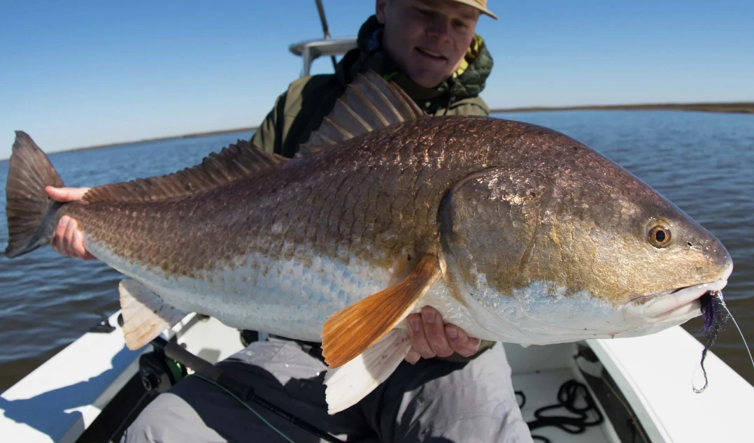 Thomas & Thomas Exocett SS Fly Rod - Image 3